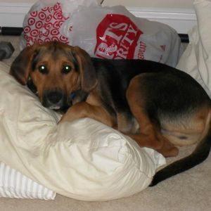 Meet your Posher, Carson